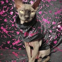 Dem Bones - Velvet - Thumbnail 2